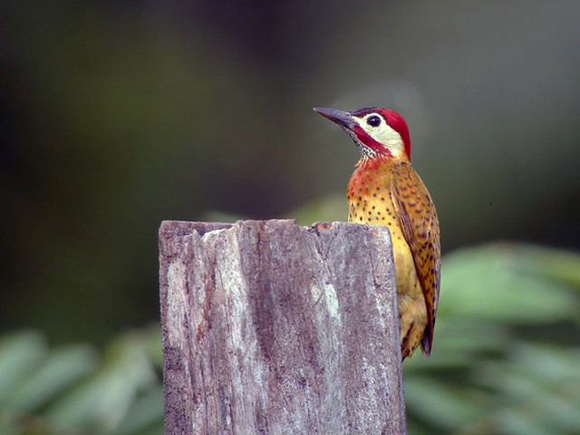 Spot-breasted Woodpecker by Canopy Family